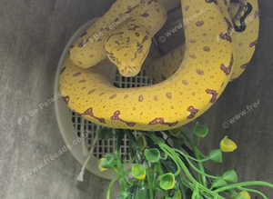 Biak Green Tree Python at Birmingham Reptiles
