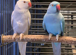 Stunning baby blue Indian ringnick parrot