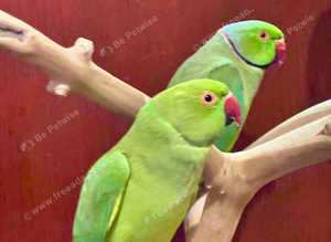 Proven breeding pair Indian ringneck