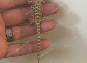Normal leatherback bearded dragons