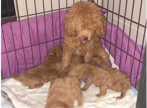 QUALITY KC REGISTERED RED TOY POODLE PUPPIES
