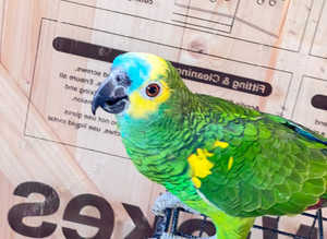 Beautiful young blue fronted Amazon parrot