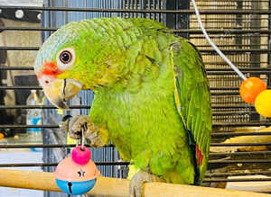 Stunning red crown Amazon parrot
