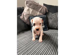 Beautiful homebred Staffordshire bull terrier puppies available now