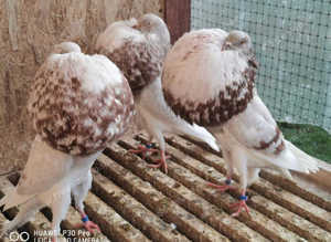 NORWICH CROPPER PIGEONS TOP QUALITY