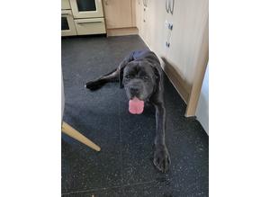 Cane corso male 2yrs old