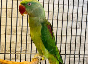 Beautiful young alexandrine parrot