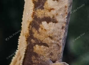 Extreme Harlequin Crested Gecko's
