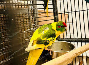 Beautiful young Kakriki parrot
