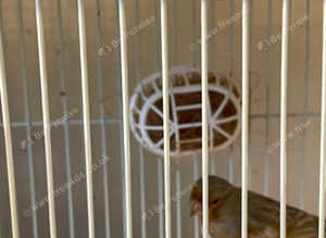 2 hen canaries 4 sale and 1 male