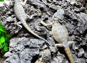 Large Selection of Bearded Dragons at Birmingham Reptiles