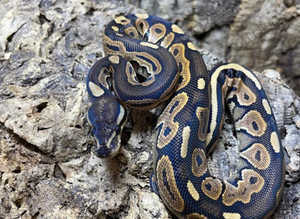 Black Pastel Special Royal Python