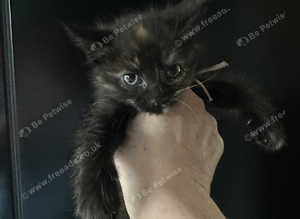 Mainecoon x