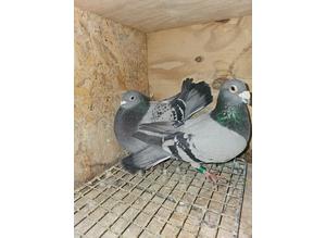 Baby pigeons