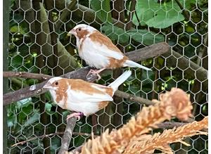 10 fawn and white bengalese finches