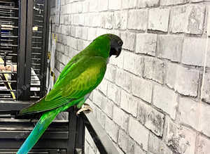 Beautiful young derbayn parrot