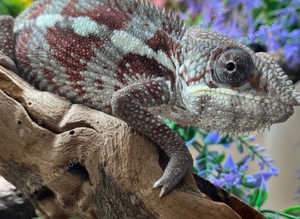 Nosy Boraha Panther Chameleons at Birmingham Reptiles