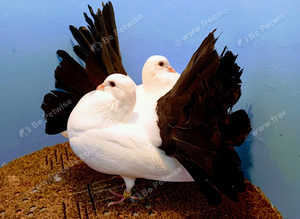 BLACK TAIL MARKED FANTAIL PIGEONS