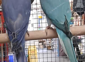 Baby Ringneck Parrots...Blue Green