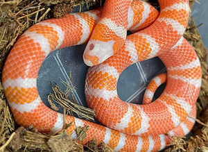 Albino Tangerine Honduran Milksnake at Birmingham Reptiles