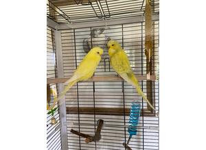 2 male budgies with cage