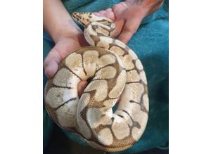 Ball python with vivarium