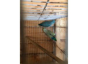 Breeding pairs of parrotlets available