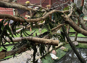 Rehome your unwanted birds. From finch's to parrot's