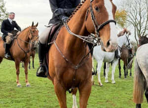 17hh gorgeous Hunter-Happy Hacker