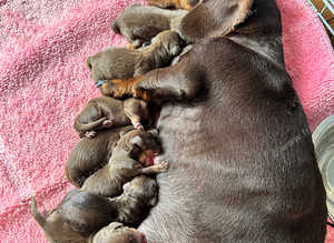 5 Standard Boy Chocolate Dachshunds puppies