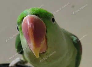 Stunning baby young alexandrine parrot