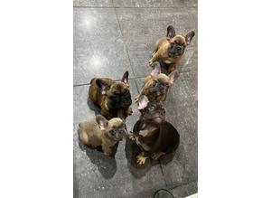 french bulldog puppies ready now for there loving new homes