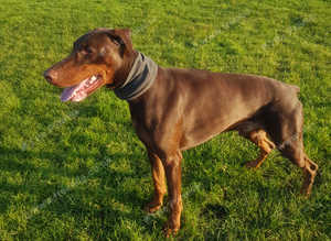Male Doberman available for Stud Services