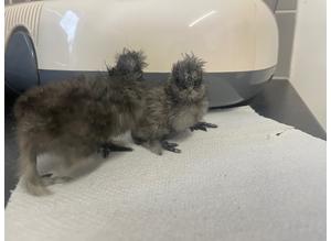 Silkie chicks for sale