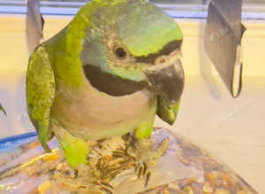 Stunning baby derbyan parrot