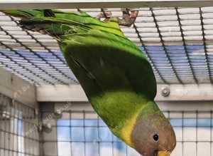 Baby Moustache, Plumhead, Barraband parrot