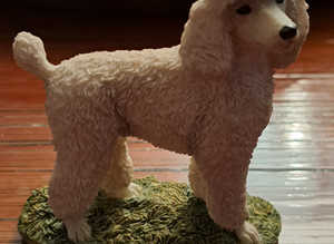 Standard Poodle