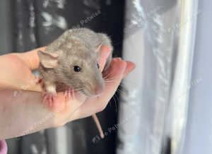 Baby Dumbo rats