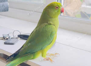 Stunning young Indian ringnick parrot