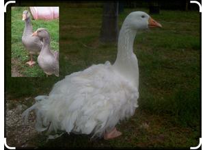 Sebastopol Goose and Toulouse Gander