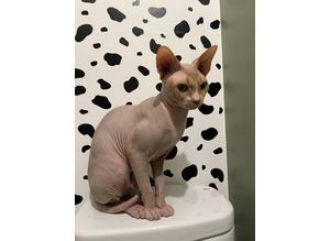 URGENT- Needs rehoming asap! 14 month male Sphynx Cat
