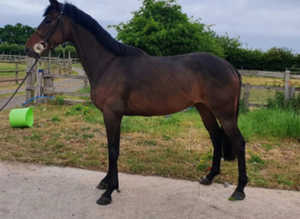 Lovely Sports horse project