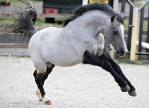 Absolute legend of a pony