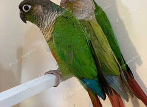 Stunning young conure parrot
