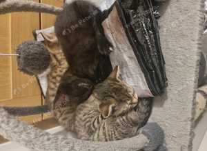 *ONLY 1 LEFT*  gorgeous male bengal cross kittens *ready now*