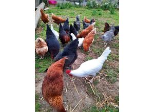 CHICKENS AVAILABLE AT POL
