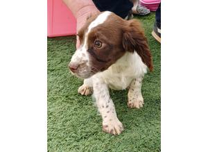 Cocker spaniels puppys for sale