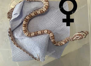 Ghost corn snake
