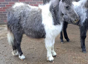 British Minature Horse
