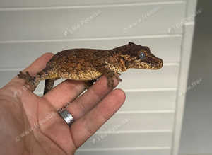Male gargoyle gecko